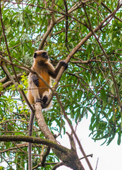 Gray or Hanuman langur (Presbytis entellus) in India