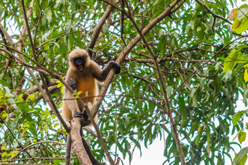 Gray or Hanuman langur (Presbytis entellus) in India
