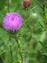 flower of thistle
