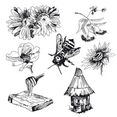 Honey elements set. Vector sketches hand drawn