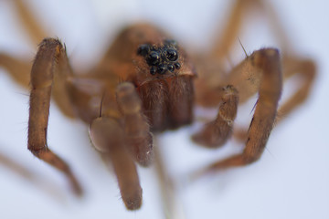 macro spider