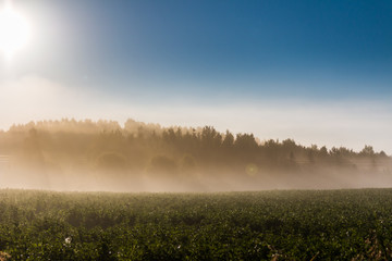 fog over field