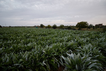 Field of artichokes at sunset