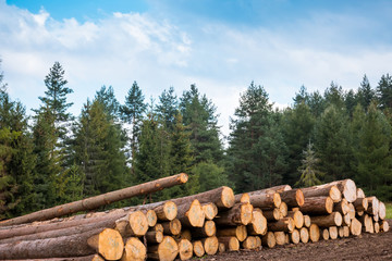 Log stacks along the forest road