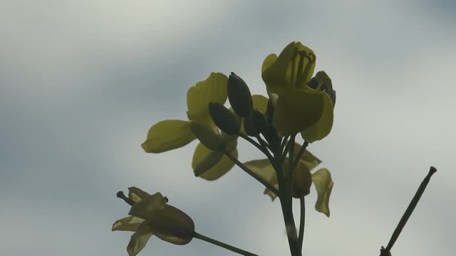 Yellow wild flowers swaying in wind against a blurred sky in fog