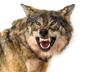 Photo sur Aluminium Loup portrait en gros plan d& 39 un loup