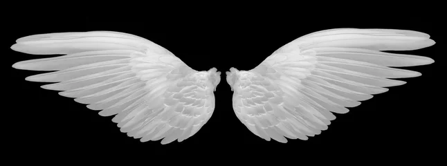 Fotobehang witte vleugels op zwarte achtergrond © tapaton