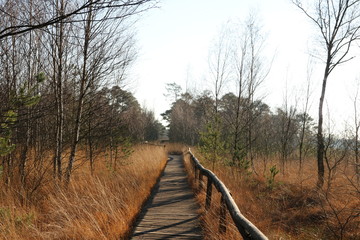  Steg auf Rundweg im Moor / Pietzmoor  