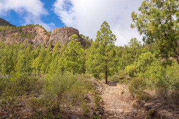 Fototapeta na wymiar Pines and mountains in Gran Canaria