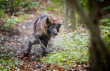 The German Shepherd
