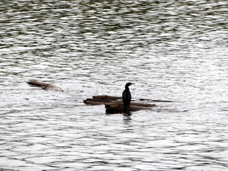 Oiseau sur un morceau de bois sur l'eau