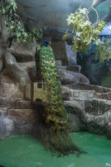 Obraz premium Peacock tail