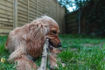 Young Golden Cocker Spaniel dog playing with stick in garden