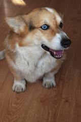 Dog with with different eyes sitting. Candid.