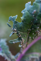 White aphid infestation on a kale leaf