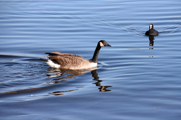 Deux oiseaux se rencontrent sur la Meuse