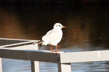 Une mouette scrute l'horizon
