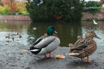 Mallard (Anas platyrhynchos) standing on the shore, male wild duck outside the water