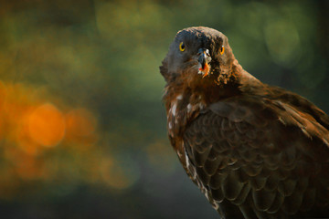 portrait of an eagle