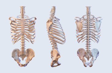 Human skeleton vertebrae anatomy. Spine, vertebral, rib cage, hip, sacrum  bones, lateral and anterior view. 3D illustration
