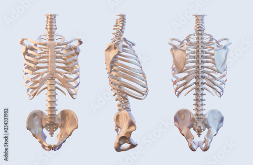 "Human skeleton vertebrae anatomy. Spine, vertebral, rib cage, hip, sacrum bones, lateral and ...