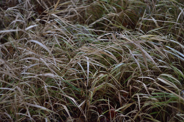 closeup of grass