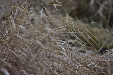 grass in the wind