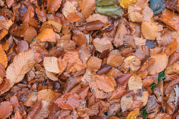 Autumn. Multicolored maple leaves lie on the grass.