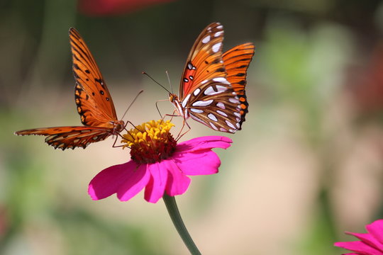 Mariposas en las flores