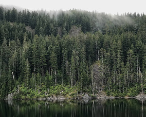 pacific northwest forest of trees reflecting into calm lake water