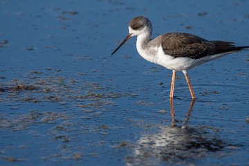 Wading bird on a lake in Mallorca