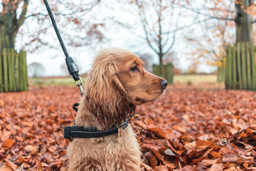 Beautiful Cute Golden Brown Cocker Spaniel Dog Puppy In Leaves Autumn
