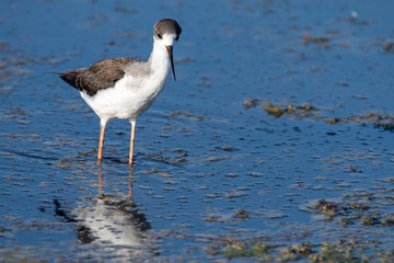 Wading bird on a lake in Mallorca