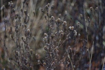 flowers in the field