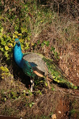 Fototapeta premium Pea cock & Pea hen