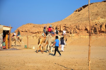 Dromadaires dans le désert du Sud-est de l’Egypte