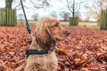 Beautiful Cute Golden Brown Cocker Spaniel Dog Puppy In Leaves Autumn