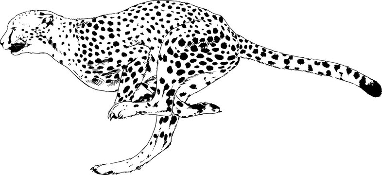 running Cheetah drawn with ink on white background logo tattoo