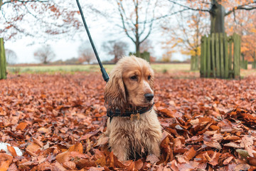 Beautiful Cute Golden Brown Cocker Spaniel Dog Puppy In Leaves Autumn