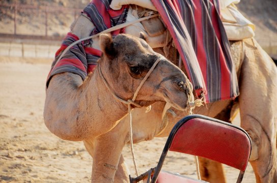 Dromadaires dans le désert du Sud-est de l’Egypte