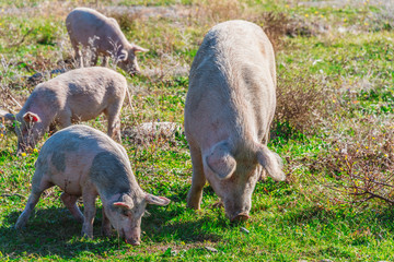 Freely grazing pigs on an organic farm © monticellllo