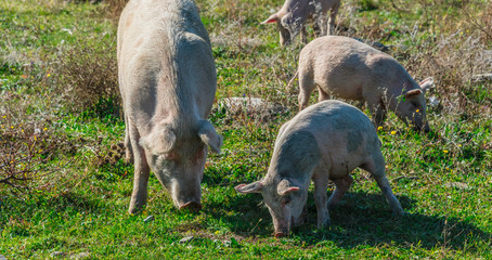 Freely grazing pigs on an organic farm