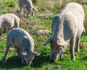 Freely grazing pigs on an organic farm © monticellllo