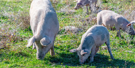 Freely grazing pigs on an organic farm © monticellllo