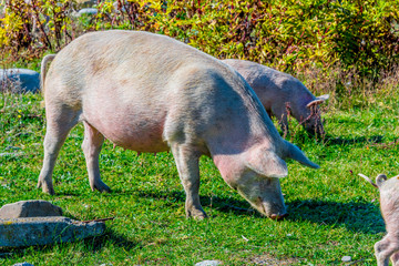 Freely grazing pigs on an organic farm © monticellllo