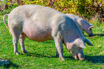 Freely grazing pigs on an organic farm © monticellllo