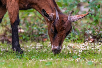 Wild goat feeding