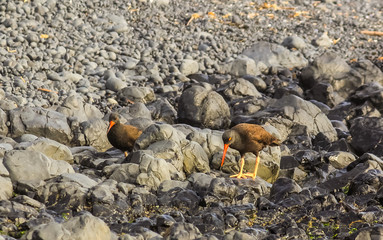 Black Oystercatcher (Haematopus bachman)