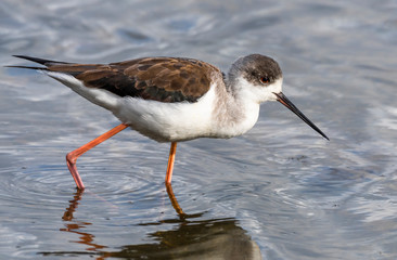 Wading birds of mallorca