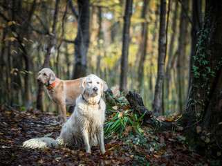 The Golden Retriever